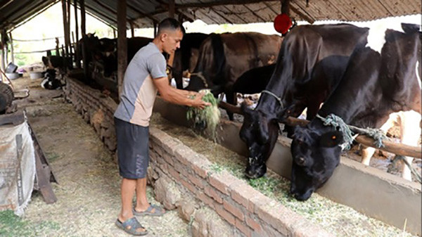 गाईपालन व्यवसायबाट मासिक रु एक लाख आम्दानी
