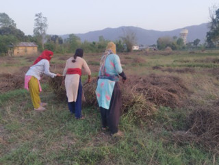 घाँसको बीउबाट दुई लाख आम्दानी