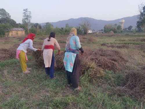 घाँसको बीउबाट दुई लाख आम्दानी