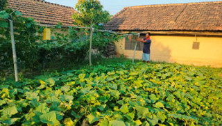 थोरै जग्गामा धेरै तरकारी उत्पादन
