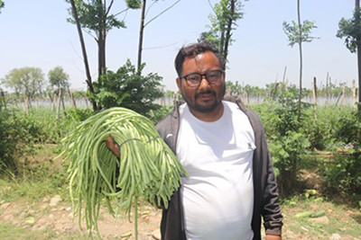 व्यावसायिक तरकारी खेतीमा रमाउँदै युवा
