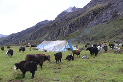स्थानीय तह याक प्रवर्द्धनमा जुट्दै