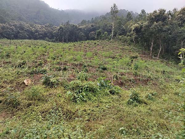 सेवानिवृत्त भएपछि शीतल चिनी खेतीमा पराजुली