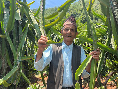 ड्रागन फ्रुटबाट वार्षिक रु. दश लाख आम्दानी