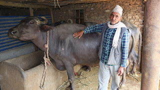 दूध र मह बिक्रीबाट आम्दानी