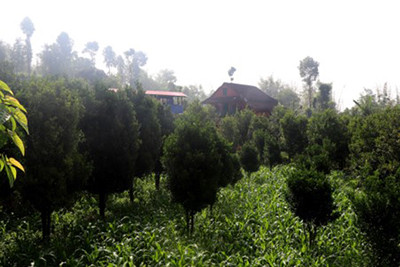 व्यावसायिक सुन्तलाखेती