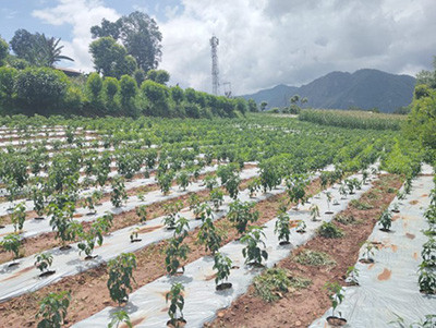 व्यावसायिक अकबरेखेती