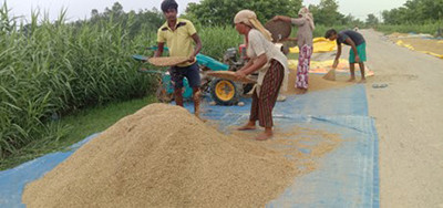 चैते धानको समर्थन मूल्य निर्धारण