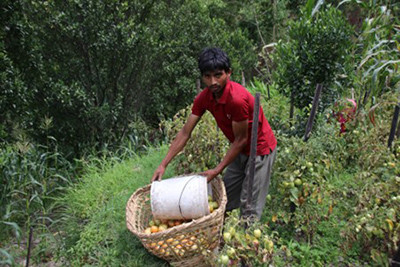 चालीस रोपनीमा गोलभेँडा