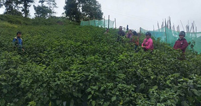 व्यावसायिक अकबरे खुर्सानीखेती गर्दै किसान