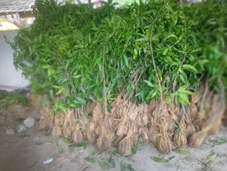 फलफूलखेतीतर्फ किसानको आकर्षण