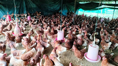 सफल कुखुरापालकका रूपमा परिचित झलारीका रेवन