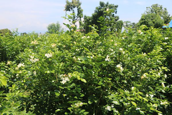 फूलखेतीबाट आत्मनिर्भर बन्दै