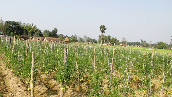 तरकारी खेतीबाट वार्षिक रु. तीन लाख बचत