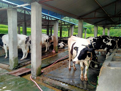 गाईपालनबाट मनग्य आम्दानी
