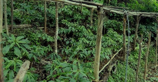 लेकाली भेगका किसानको आम्दानीको स्रोत सतुवा