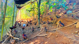 कँडेलको चरा पाल्ने रहर
