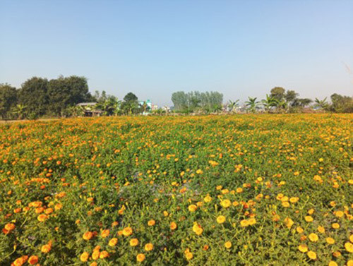 व्यावसायिक फूलखेतीबाट रु. आठलाख आम्दानी