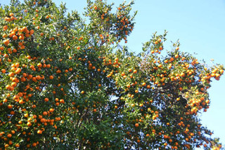 यस वर्ष करिव रु. वीस करोड ६७ लाखको सुन्तला उत्पादन
