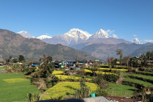बेनीको तोरीपानीमा सयपत्री ‘होमस्टे’ सञ्चालन