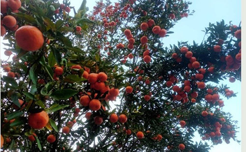 सुन्तला खेतीले भोजपुरका किसानको जीवनस्तर फेरिँदै