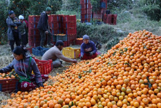 म्याग्दीमा सुन्तला उत्पादनको क्षेत्रफल र मूल्य बढ्यो, उत्पादकत्व घट्यो