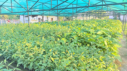 हरियाली बन्दै बाँके, बिरुवा वितरण र उत्पादनमा जोड