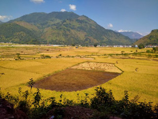 स्याङ्जामा धान उत्पादन बढ्यो