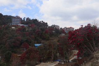गुराँसले रङ्गिएको घोडेपानी