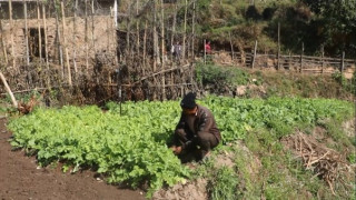 सिँचाइका लागि पोखरी निर्माण भएपछि किसान व्यावसायिक तरकारीखेतीतर्फ आकर्षित