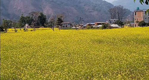 फलेवासमा गहुँ र तोरीको बीउ उत्पादन हुँदै