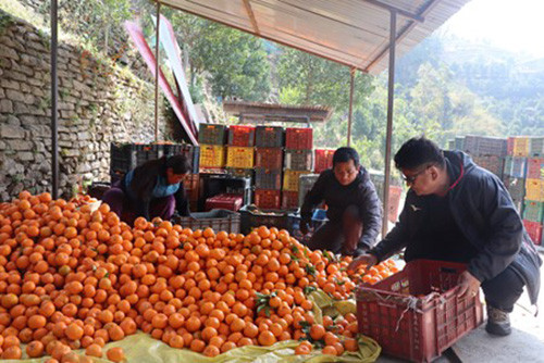सुन्तला बेचेर रु. २० लाख आम्दानी