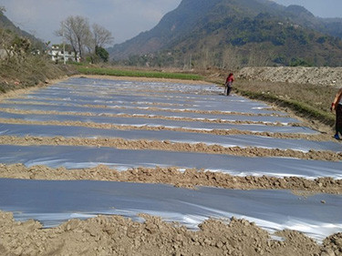 आँधीखोला किनार क्षेत्रमा तर्बुजाखेती शुरु