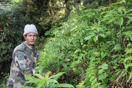 धवलागिरिको माकुसका किसान व्यावसायिक जडीबुटीखेतीमा आकर्षित