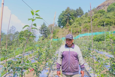 गाजनेमा व्यावसायिक स्याउखेती