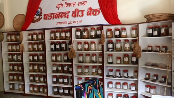 बीउ बैंकमार्फत रैथाने बाली संरक्षण