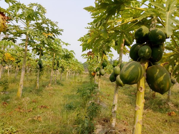 पश्चिम नवलपरासीमा व्यावसायिक मेवाखेती शुरु