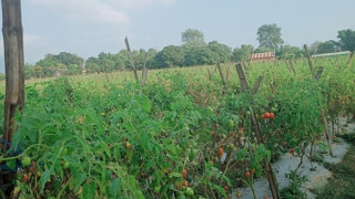 तरकारीखेतीबाटै मनग्य आम्दानी गर्दै किसान