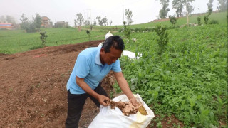 व्यावसायिक अदुवा खेती गर्दै खोक्सिकका किसान
