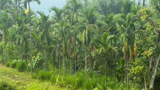 सुपारी खेतीमा इलामका किसानको लगाव