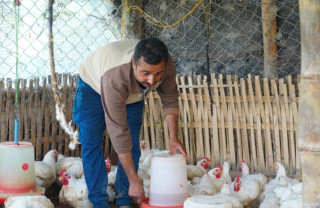 कुखुरापालन व्यवसायबाट यसरी आत्मनिर्भर बने महेन्द्र