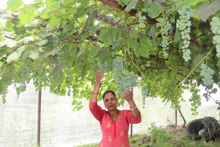 जलजलाको लुप्राङमा अङ्गुर खेती