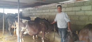 खाडीबाट फर्केर गाईपालन : मासिक दुई लाख आम्दानी