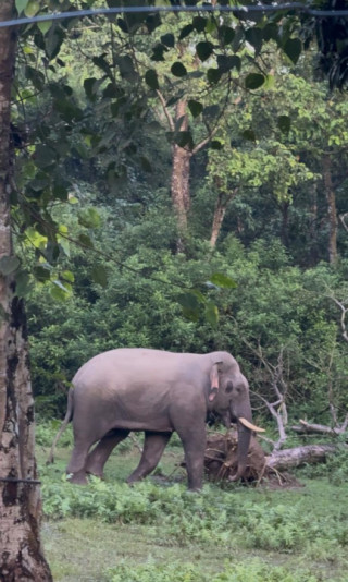 सौराहाको मध्यवर्ती क्षेत्रमा नयाँ जङ्गली हात्ती