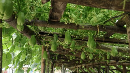 घुमारचोक र लप्सेका किसान ३५ वर्षदेखि इस्कुस खेतीमा