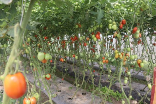डडुवाका किसान तरकारी खेतीमा : पहिले किनेर खान्थे, अहिले बिक्री गरेर कमाउन थाले