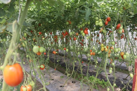 डडुवाका किसान तरकारी खेतीमा : पहिले किनेर खान्थे, अहिले बिक्री गरेर कमाउन थाले