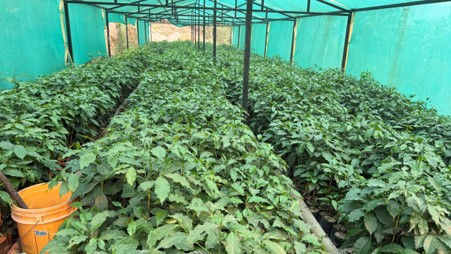 गुल्मीमा ३८ जातका कफीको परीक्षण